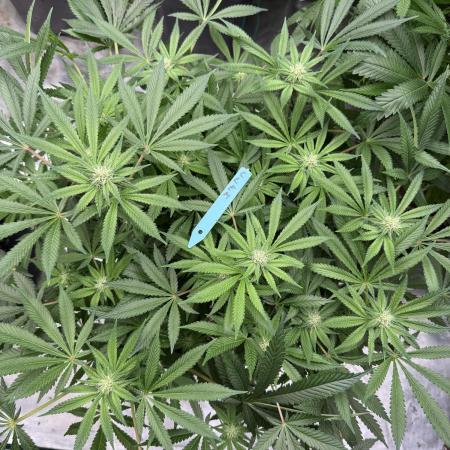 Citrus Slurpee 🍊🥤