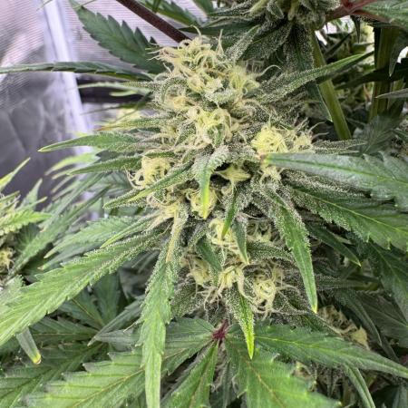 Taste the rainbow 👻