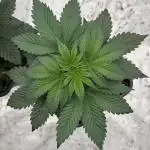 Strain of the year 24
