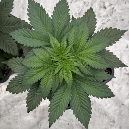 Strain of the year 24
