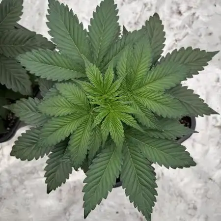Strain of the year 24