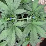 Strawberry Jungle