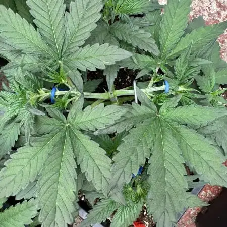 Strawberry Jungle