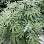 Lemon Tree x Banana Krumble