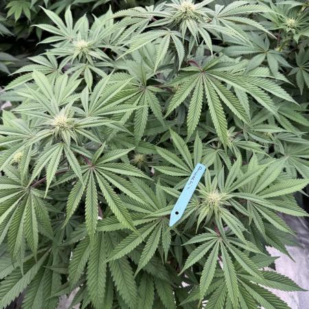 Lemon Tree x Banana Krumble