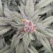 Fluffy Pancakes 🥞