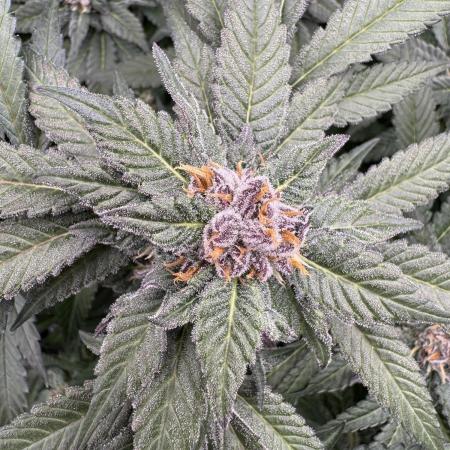 Fluffy Pancakes 🥞