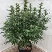 In a Galaxy far…🛸