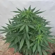 Orange Zest 🍊🍸