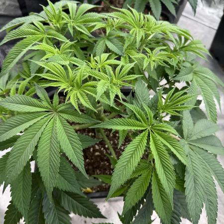 Golden sands 🏜️