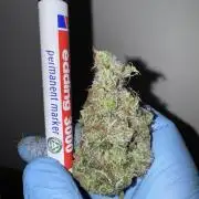 Strain of the Year 23