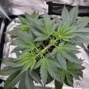 Old School 😶‍🌫️