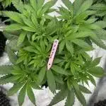 Strain of the Year 23