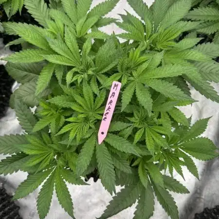 Strain of the Year 23