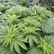 Tropical duo 🏝️