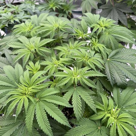 Tropical duo 🏝️