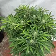 Five Dollar Shake 🍒