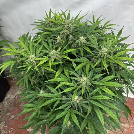 Five Dollar Shake 🍒