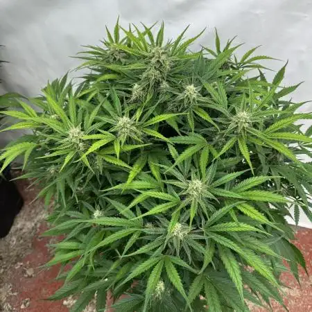 Five Dollar Shake 🍒