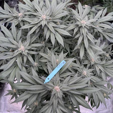 Fluffy Pancakes 🥞