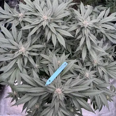 Fluffy Pancakes 🥞