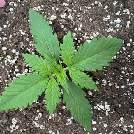 Five Dollar Shake 🍒