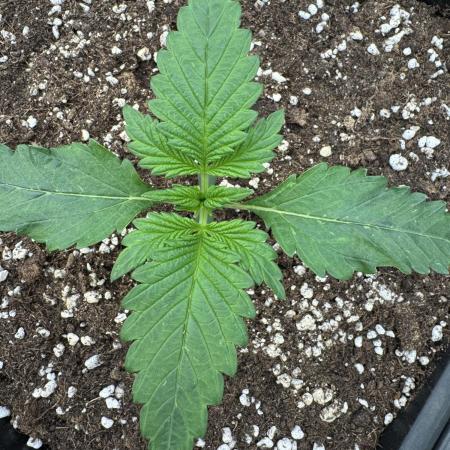 Cherish the Cherry Cola