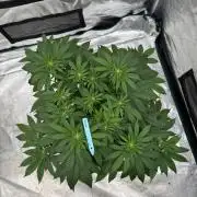 Tropical duo 🏝️