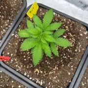 Melonade 🍈
