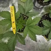 Golden sands 🏜️