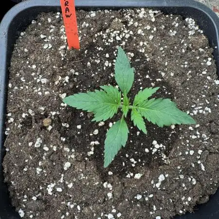 Strawberry Jungle