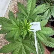 Bottle Bottoms ♻️