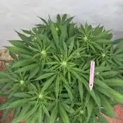 Five Dollar Shake 🍒