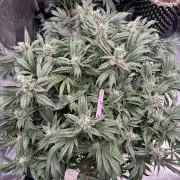 Strain of the Year 23