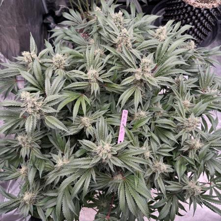 Strain of the Year 23