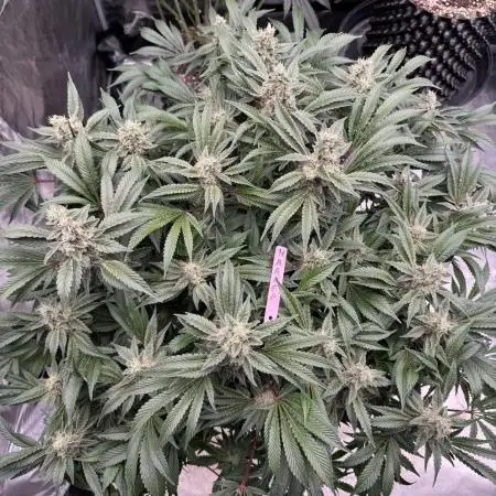 Strain of the Year 23