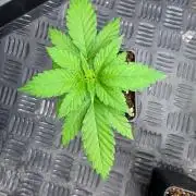 🍓🍪 x 🍋🍒