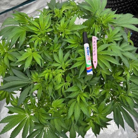 Strain of the Year 23