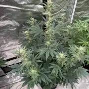 Bubble G 🍦