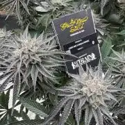 Lemon Tree x Banana Krumble