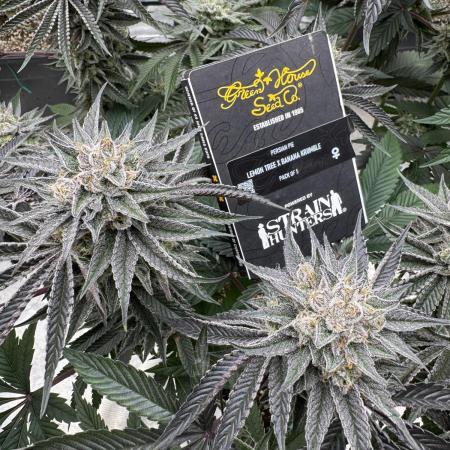 Lemon Tree x Banana Krumble