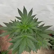 Bottle Bottoms ♻️