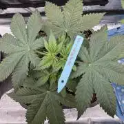 Old School 😶‍🌫️