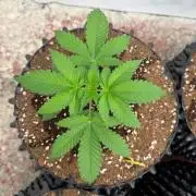 La Bomba x Cherry Crush