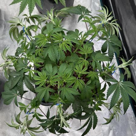 Golden sands 🏜️