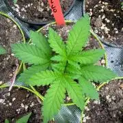 Melonade 🍈