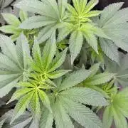 Acai x Black Cherry Funk