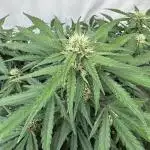 Taste the rainbow 👻