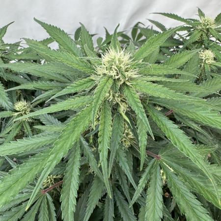 Taste the rainbow 👻