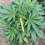 Taste the rainbow 👻